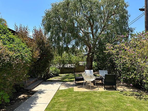 Pepper Tree for Shade