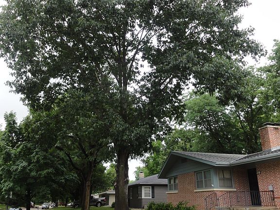 Mature Trees