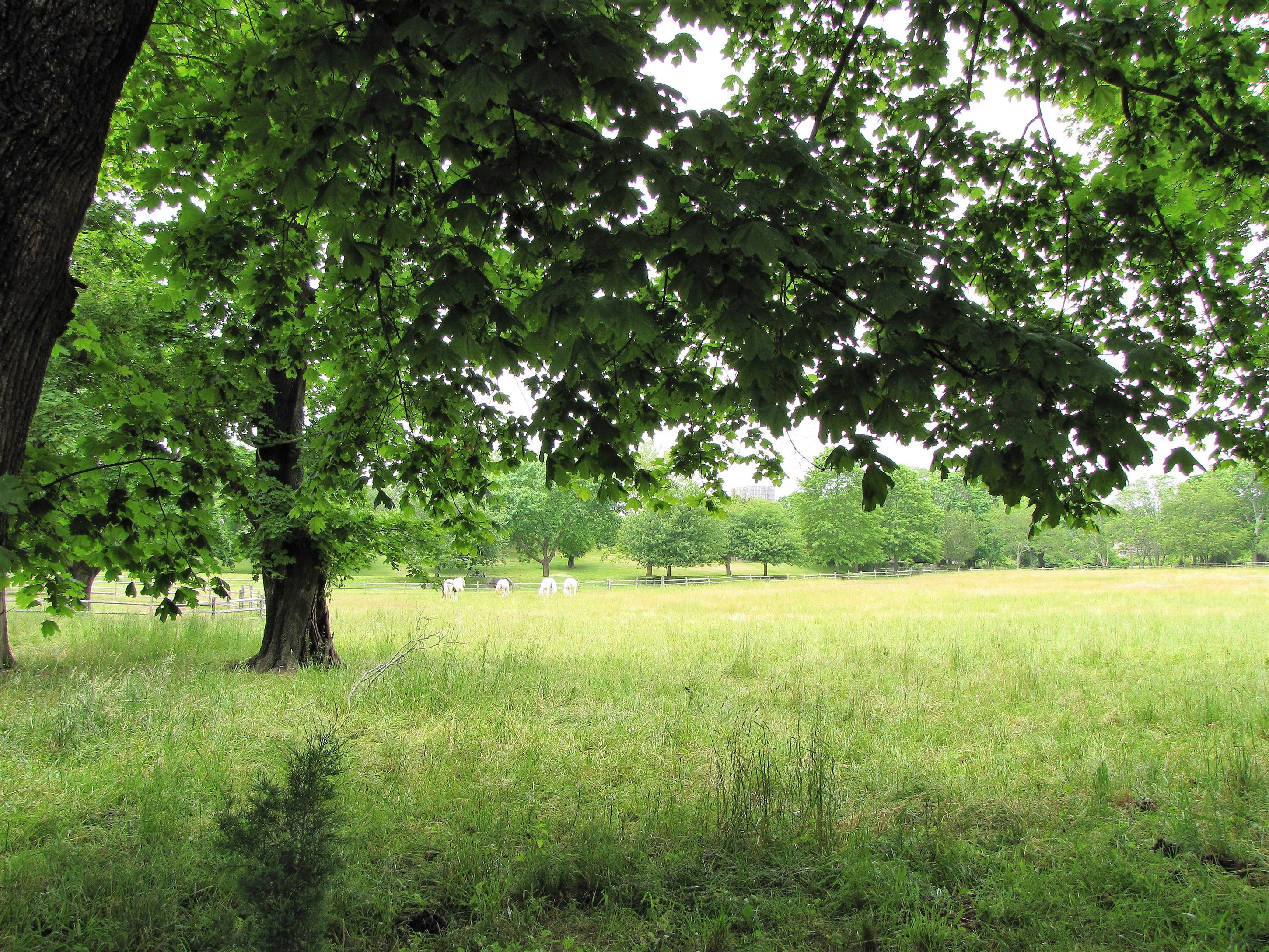 12 Appaloosa Ct. (dune Alpin Dr North) in East Hampton Out East