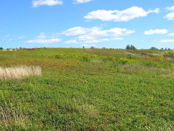 View of property & blueberry crop