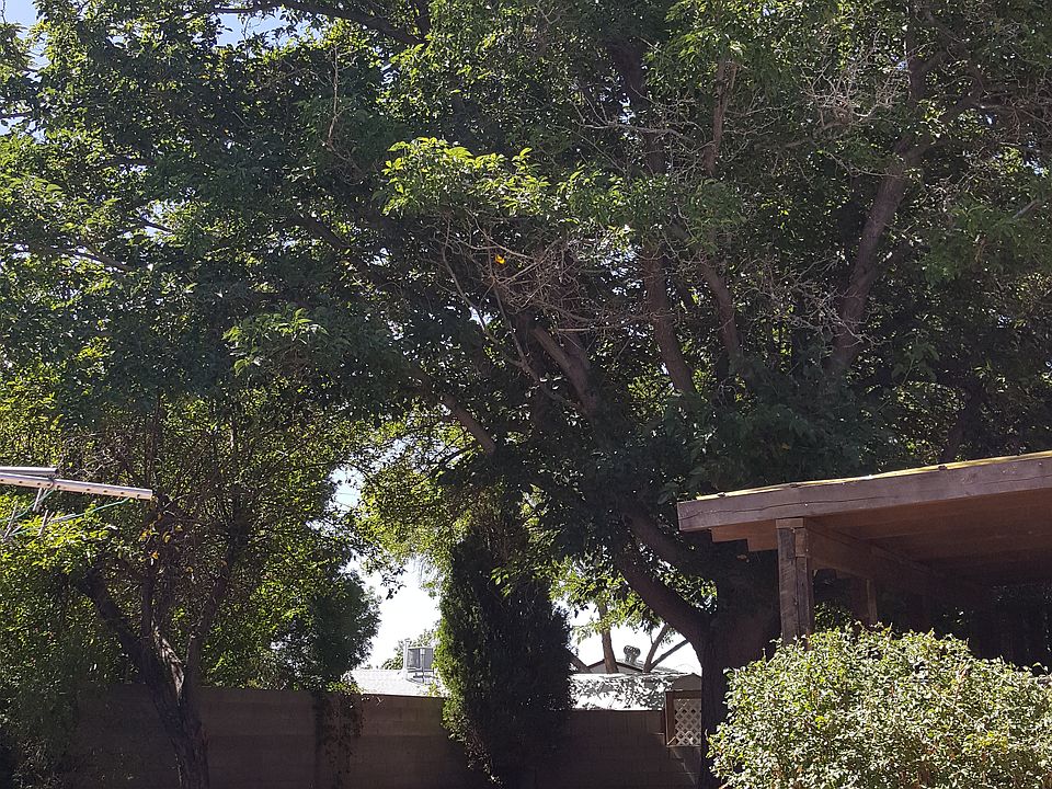 BACKYARD OASIS