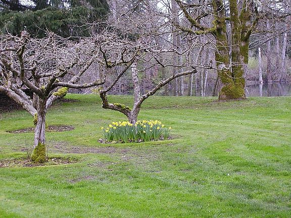 Apple Orchard by the lake