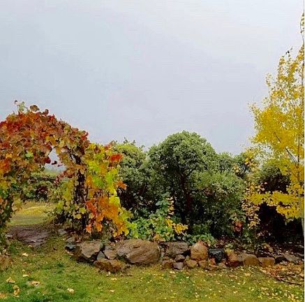 Grape arbor back yard