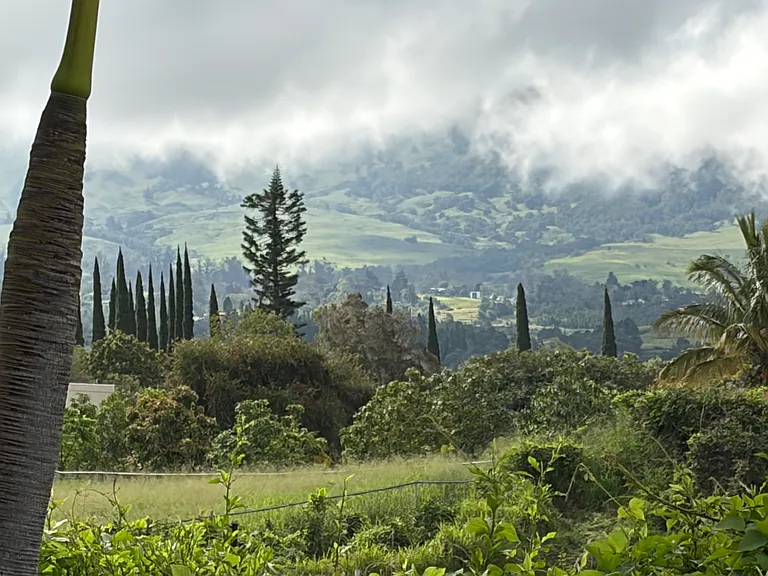 Looking Mauka towards Haleakala