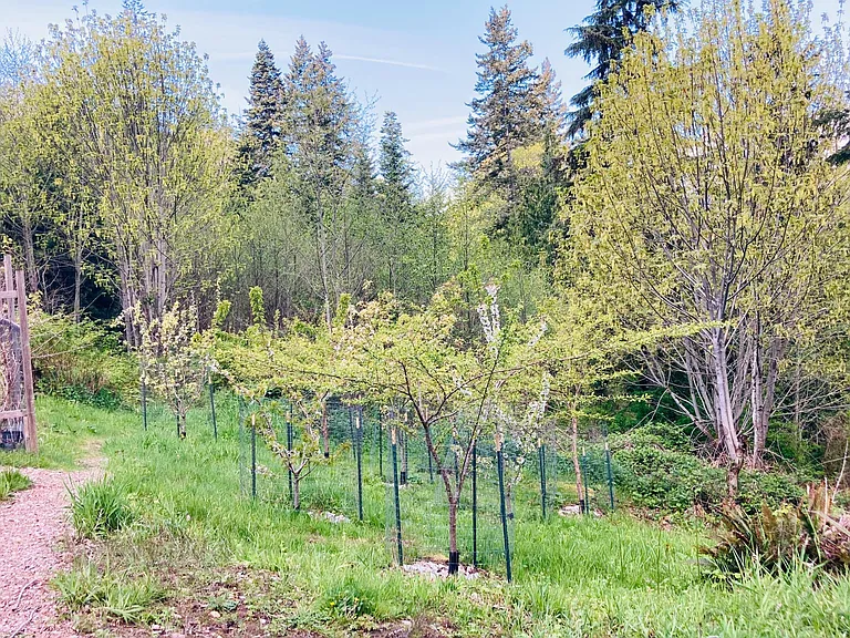 10+ mature organic fruit trees (cherries, plums, pears, asian pears)