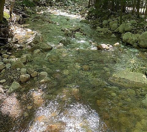 The stream behind the house.