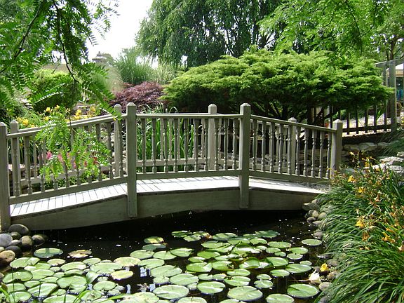 Lily Pond