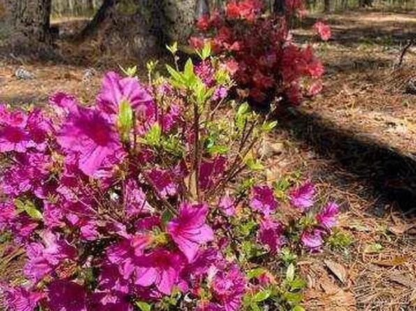 544 Dupre Rd, Mc Clellanville, SC 29458