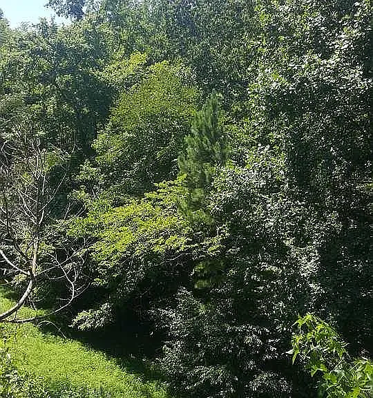 View from the deck