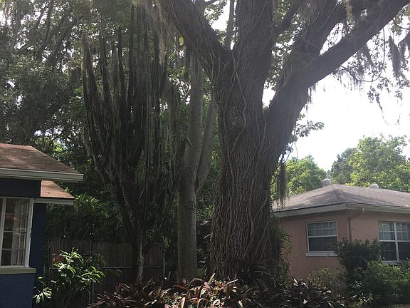 Oak, pecan, pine & lg cactus