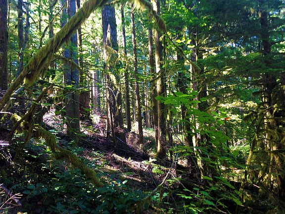 Explore your forest!