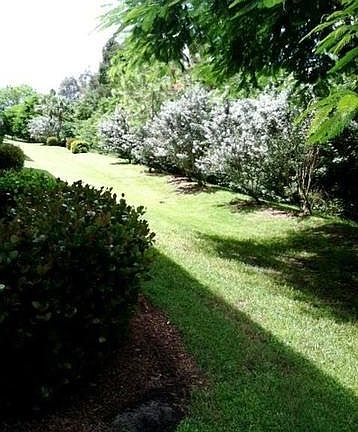 Back yard