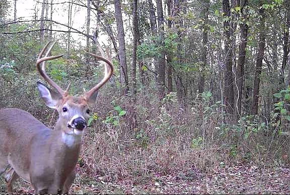 5th image of 798 Red Tuttle Rd