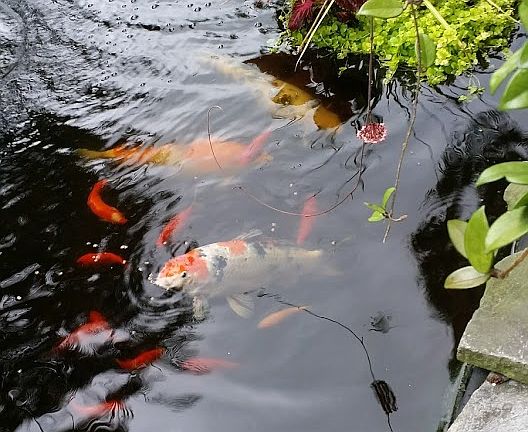 Koi pond 