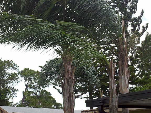 Queen Palms front yard