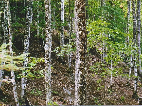 5th image of VACANT Waterfront Acreage Us 41 / M-28