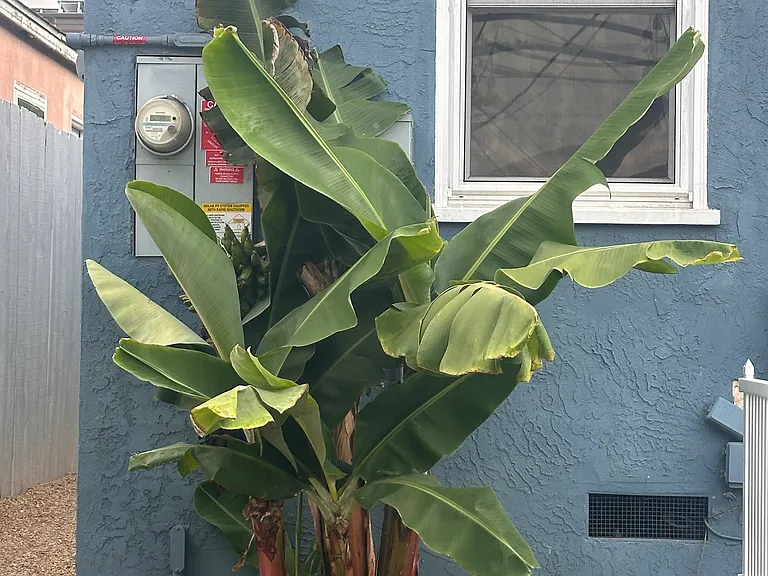 Banana trees in the back are pretty cool!
