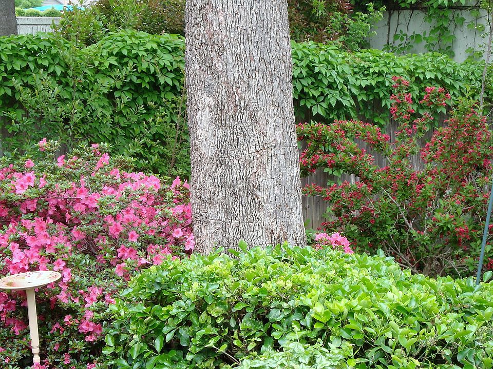 Azaleas In Bloom