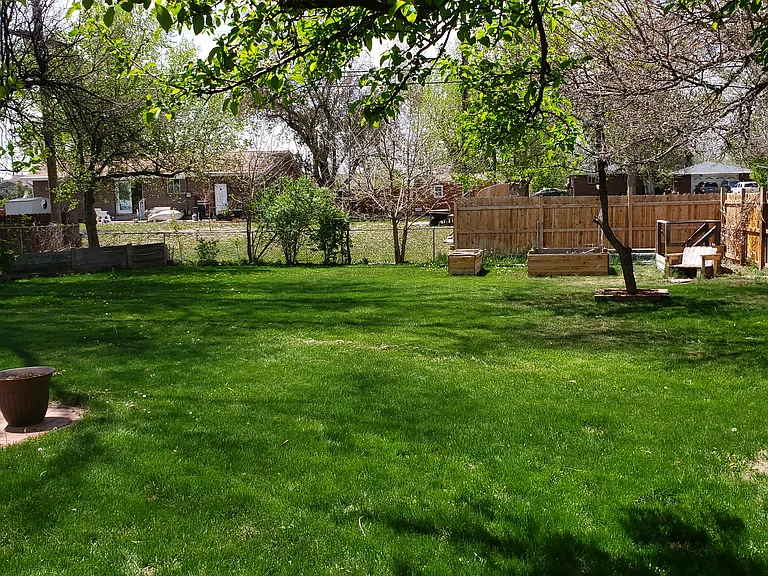Back yard