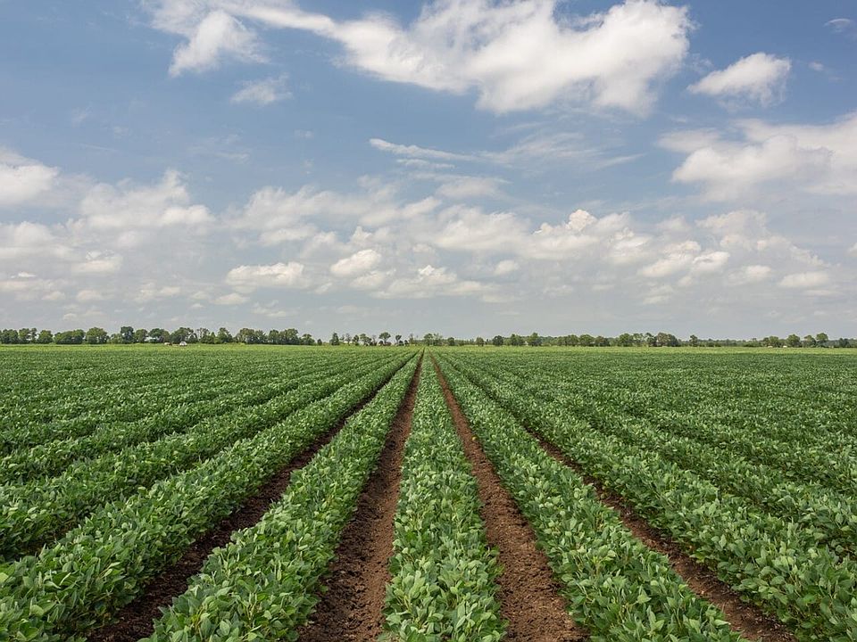 Summer Beans on West Track
