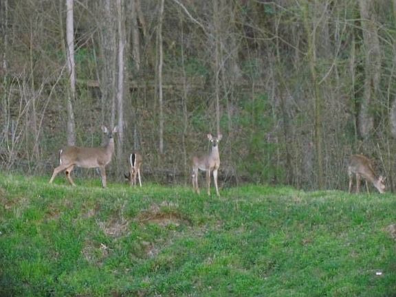 View from Backyard