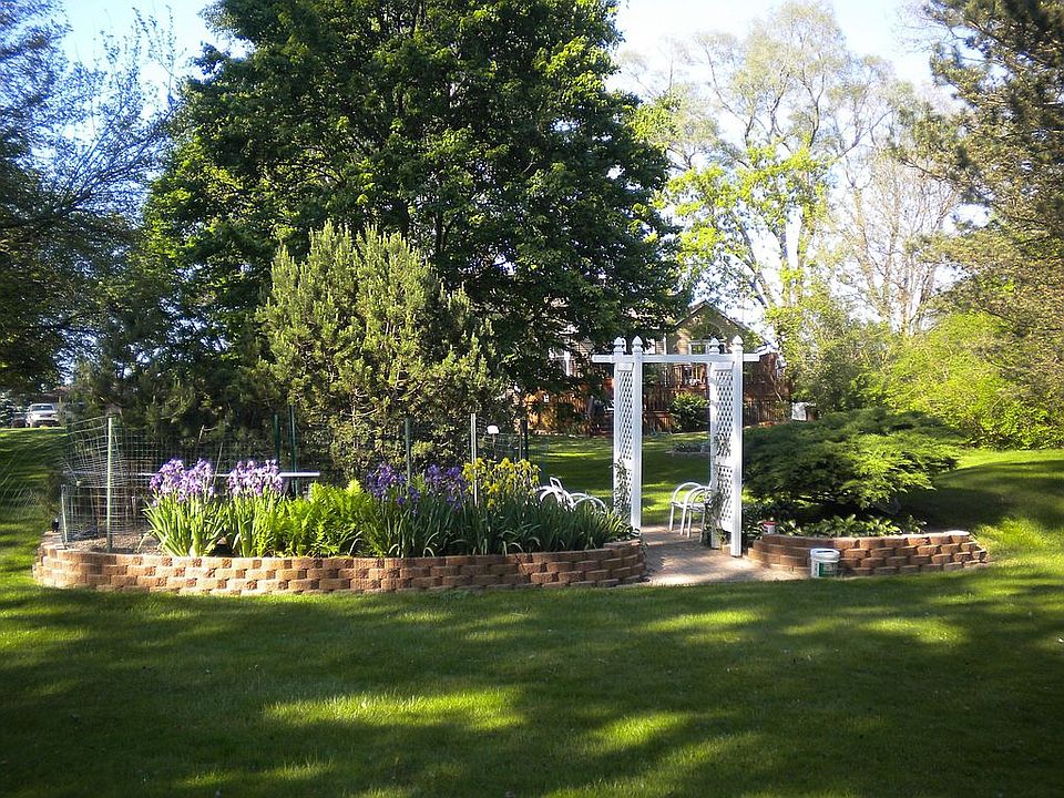 Back Yard Iris's