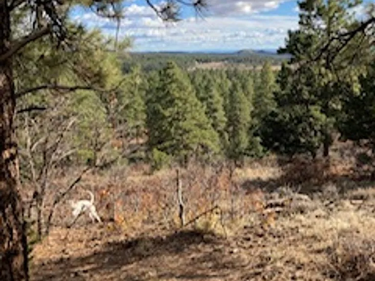 701 Rincon Ridge Rd — Photo 17