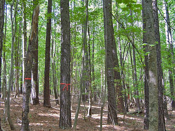 3rd image of 5301 Panther Creek Dr Lot 1