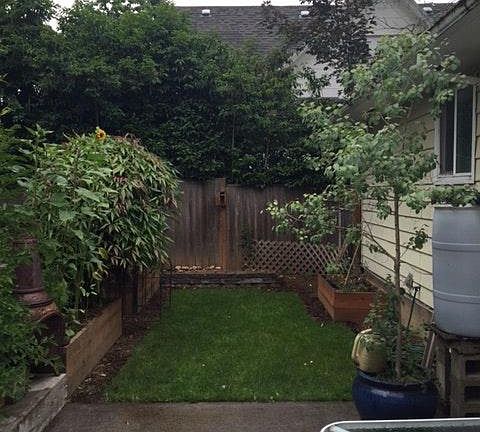 Back yard