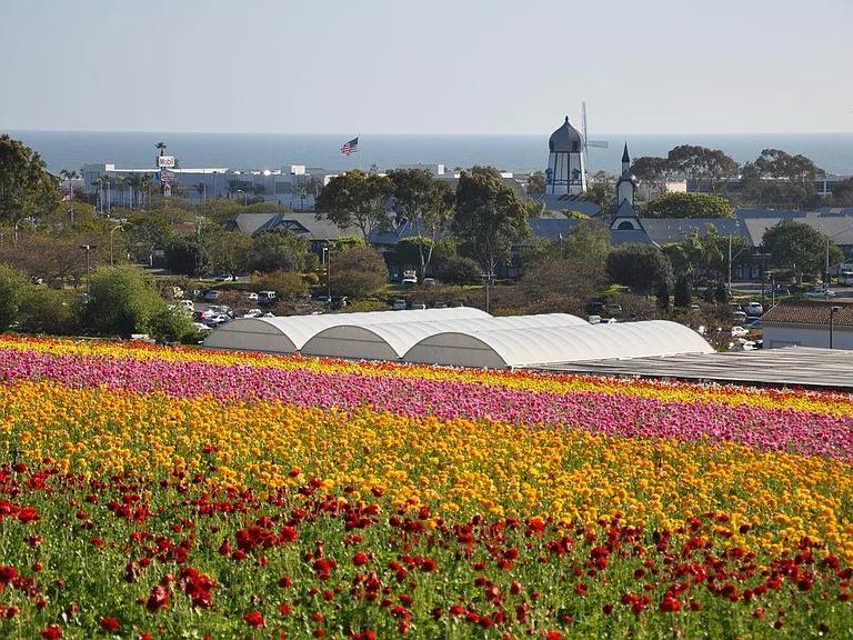 Take a short drive to the Carlsbad Flower Fields.