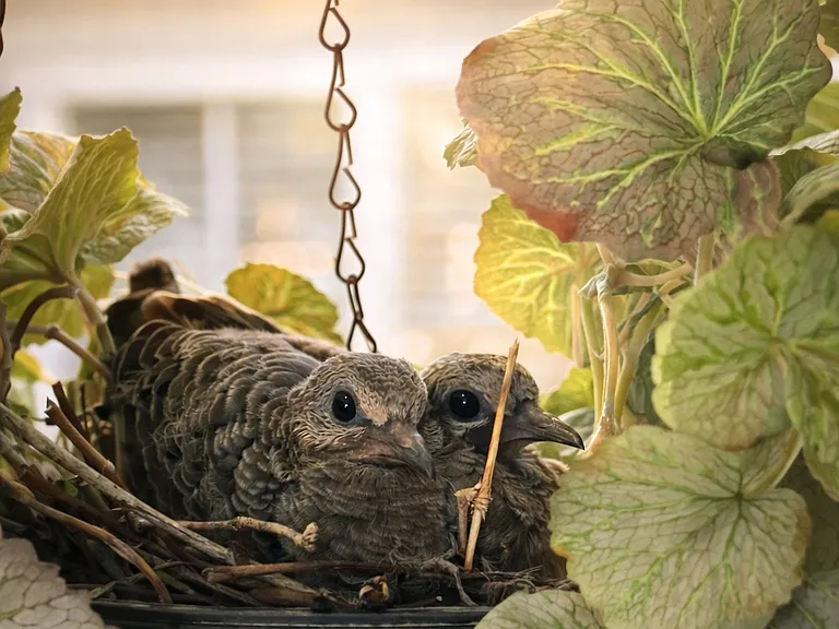 Each season, doves return to nest on the balcony, raising their babies among the hanging plants. It's a quiet, beautiful moment that makes this home feel alive_so peaceful and welcoming that even they choose to come back again and again. ___
