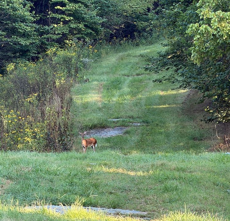 1st image of Caney Valley Rd Lot Wp001