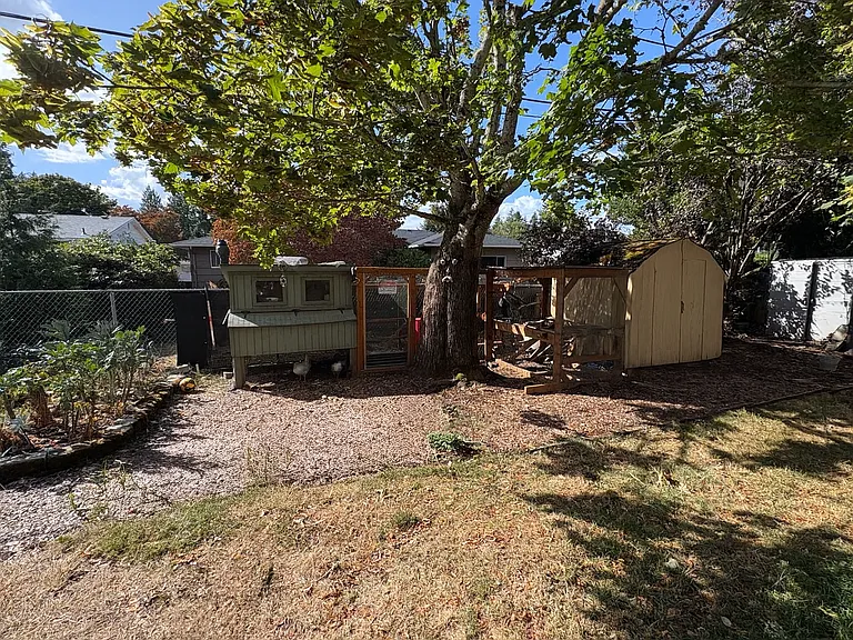 Spacious backyard with garden beds, large maple tree, and chicken coop.