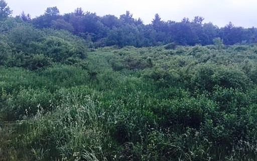 2nd image of 115 Fred Jackson Rd