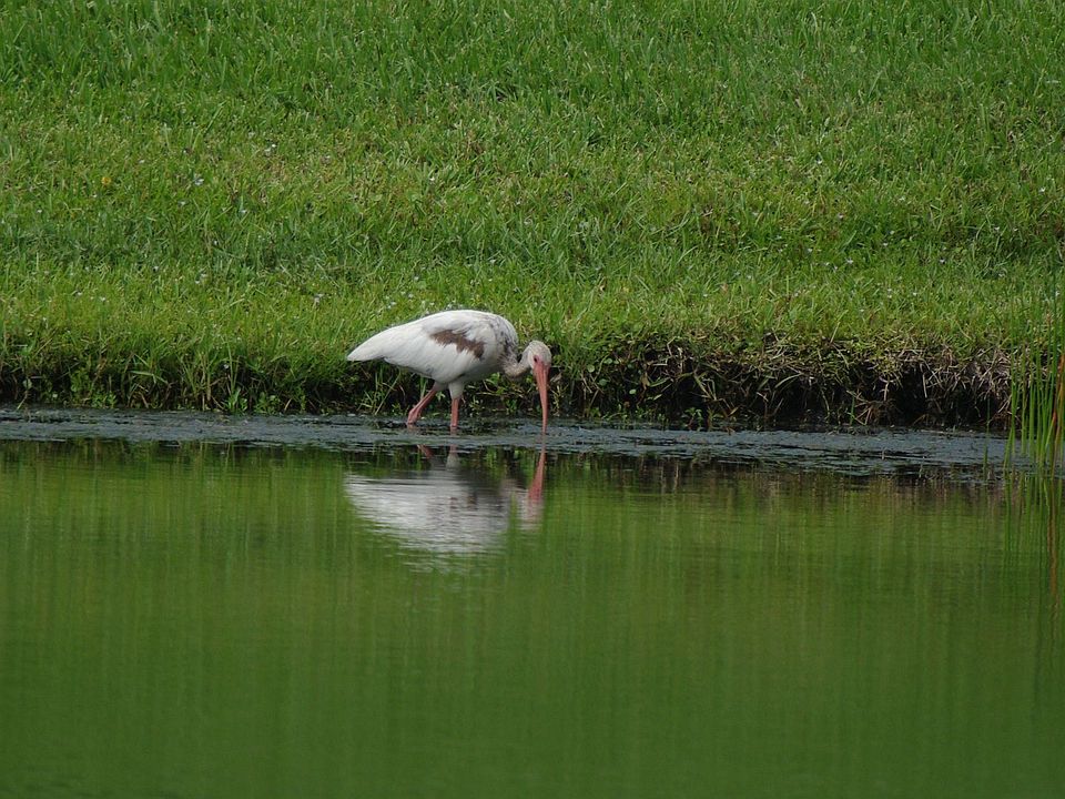 Ibis in pond