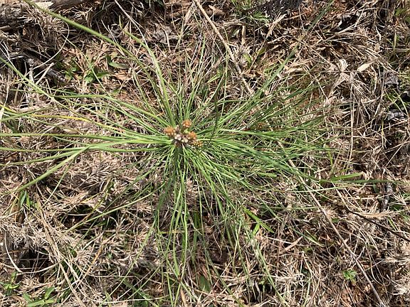Recently replanted with longleaf pines.