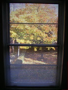 bedroom window--fall