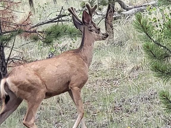 4th image of 9389 Ranch Road