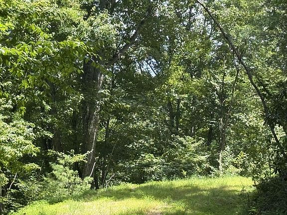 5th image of 6 Wild Laurel