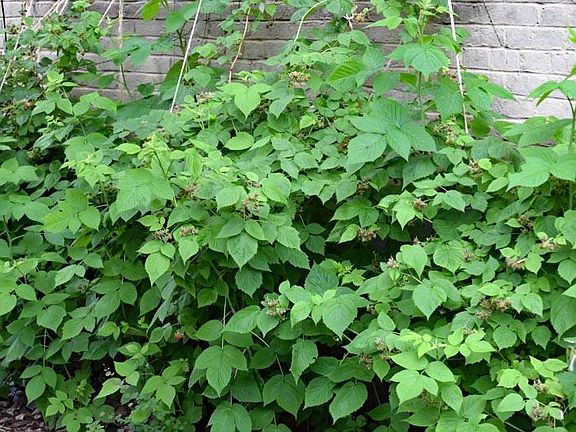 Raspberry patch
