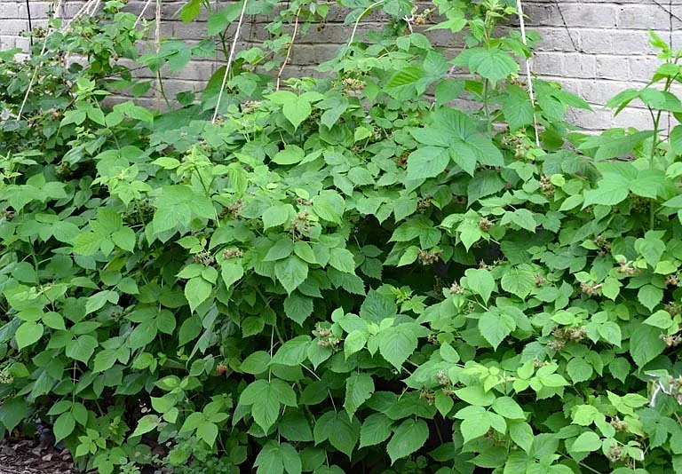 Raspberry patch