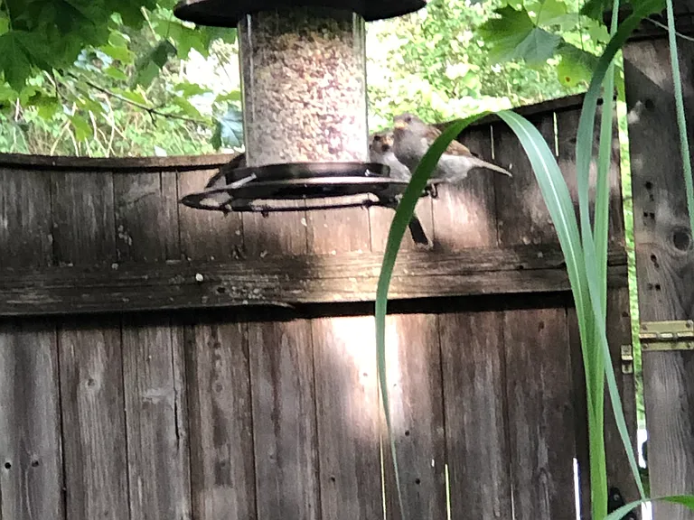 Side Yard / Garden