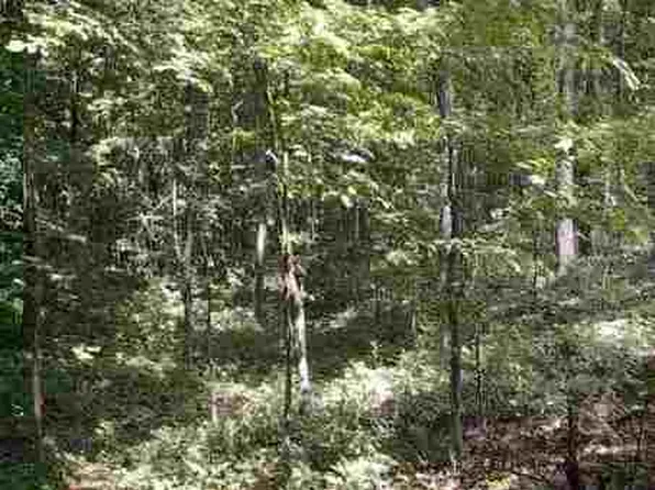 Trotter Rd, Grandview, TN 37337