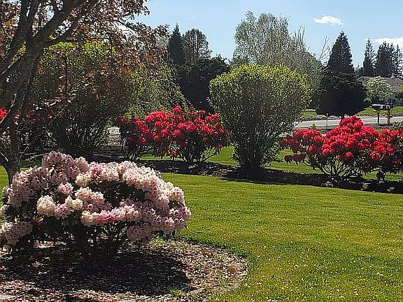 Front yard