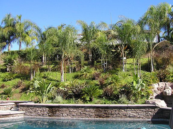 Lush tropical foliage