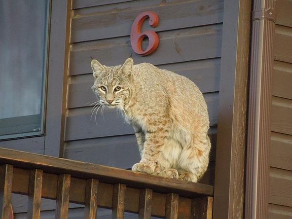 Bob cat on railing