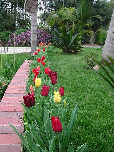 Front Yard Tulips