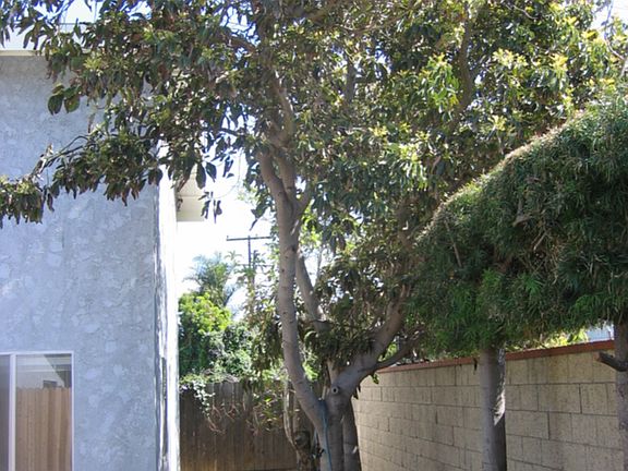 back yard