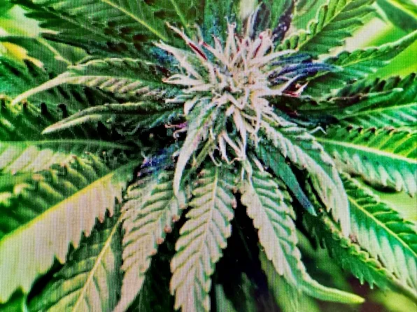 75 Martin Luther King Jr Drive image 1 of 1