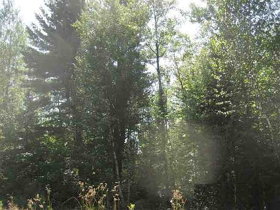 Large Trees on Property
